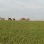 Utilice este título ¿podés encontrar al aguilucho en menos de 30 segundos? y cree en base a ese titulo original un titulo nuevo, preciso, comprensible y que no pierda relacion con el titulo original. Necesito que me devuelvas solo y nada mas que el titulo nuevo.