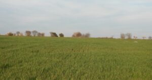 ¿podés encontrar al aguilucho en menos de 30 segundos?