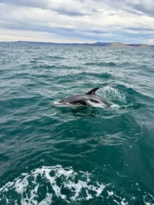 Comodoro, desde el mar: crecen las excursiones náuticas con avistaje de ballenas