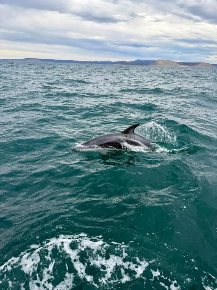 Comodoro, desde el mar: crecen las excursiones náuticas con avistaje de ballenas