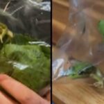 Utilice este título Compró una bolsa con lechuga y dentro encontró una rana viva y cree en base a ese titulo original un titulo nuevo, preciso, comprensible y que no pierda relacion con el titulo original. Necesito que me devuelvas solo y nada mas que el titulo nuevo.