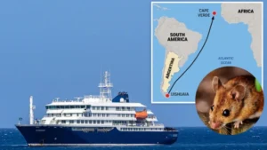 Hantavirus en el MV Hondius: Identifican al "paciente cero" y el origen del brote