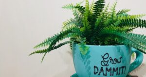 Las 5 plantas para colocar en la entrada de casa y que atraen la riqueza