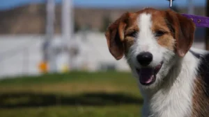 Rada Tilly festeja el Día del Animal con castraciones, vacunas y talleres de paseo gratuitos