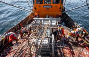 La flota pesquera de altura podrá procesar hasta el 50% de cola de langostino a bordo