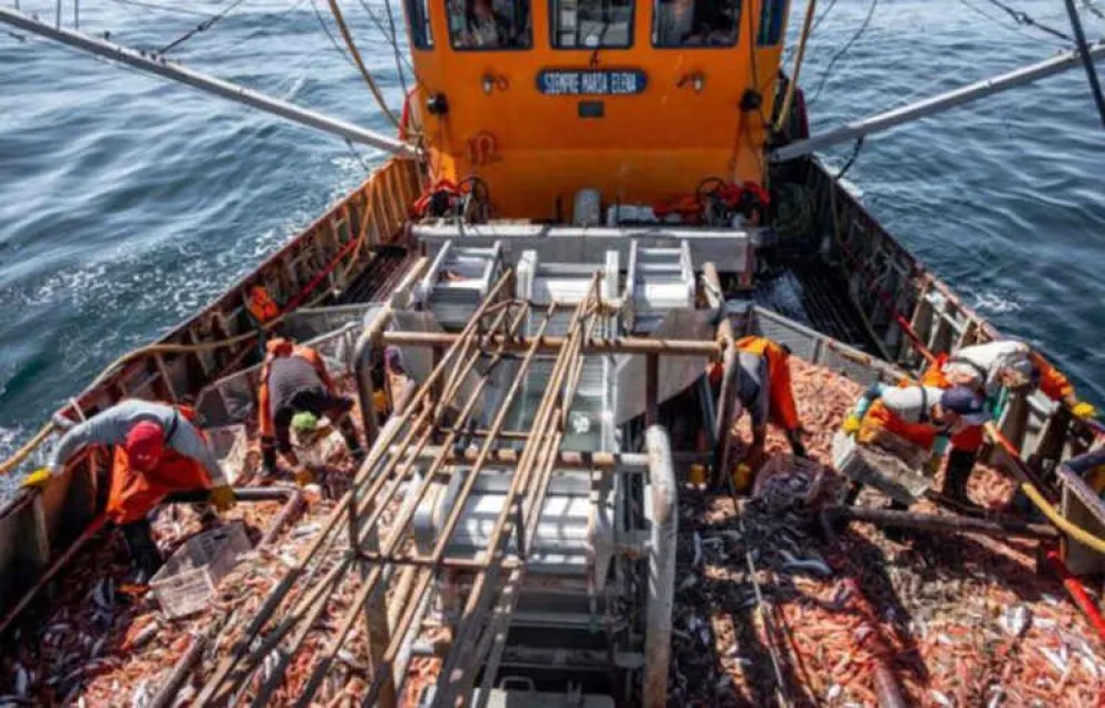 La flota pesquera de altura podrá procesar hasta el 50% de cola de langostino a bordo