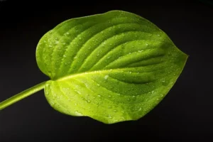 La inteligencia artificial como aliada para frenar la extinción de plantas
