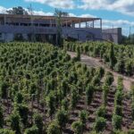 Utilice este título Bodegas y viñedos a menos de dos horas de Buenos Aires para hacer una escapada con vino y campo y cree en base a ese titulo original un titulo nuevo, preciso, comprensible y que no pierda relacion con el titulo original. Necesito que me devuelvas solo y nada mas que el titulo nuevo.