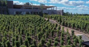 Bodegas y viñedos a menos de dos horas de Buenos Aires para hacer una escapada con vino y campo