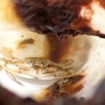 Utilice este título Hallaron vivo en el mar a un cangrejo que estuvo atrapado dos meses en una botella de plástico y cree en base a ese titulo original un titulo nuevo, preciso, comprensible y que no pierda relacion con el titulo original. Necesito que me devuelvas solo y nada mas que el titulo nuevo.