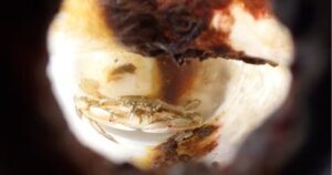 Hallaron vivo en el mar a un cangrejo que estuvo atrapado dos meses en una botella de plástico