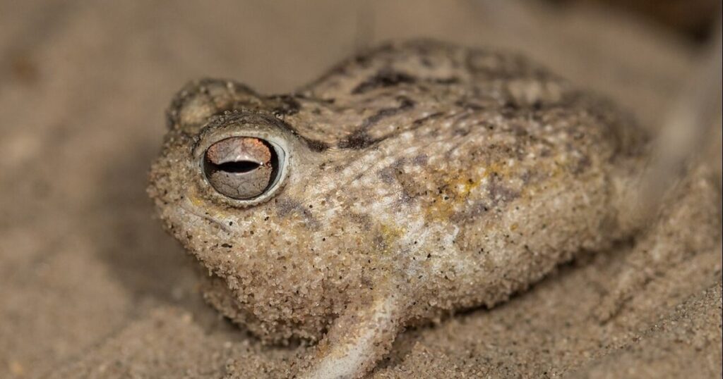 La minería y el comercio de mascotas están terminando con las últimas "ranas gritonas"