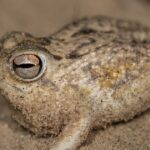 Utilice este título La minería y el comercio de mascotas están terminando con las últimas “ranas gritonas” y cree en base a ese titulo original un titulo nuevo, preciso, comprensible y que no pierda relacion con el titulo original. Necesito que me devuelvas solo y nada mas que el titulo nuevo.