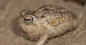 La minería y el comercio de mascotas están terminando con las últimas "ranas gritonas"
