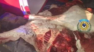 Manejaba alcoholizado, escapó de un control y transportaba carne de guanaco