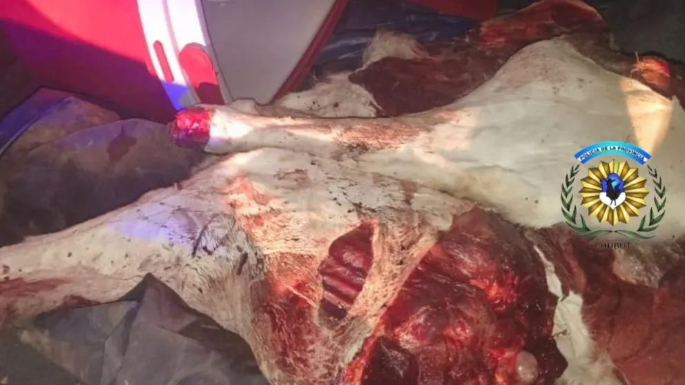 Manejaba alcoholizado, escapó de un control y transportaba carne de guanaco
