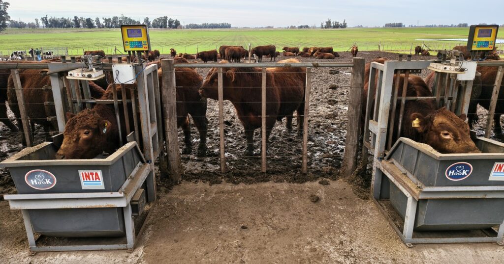 Se la jugaron por una cruza genética e instalaron una pista gigante para medir un dato clave de la producción de carne