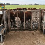 Utilice este título Se la jugaron por una cruza genética e instalaron una pista gigante para medir un dato clave de la producción de carne y cree en base a ese titulo original un titulo nuevo, preciso, comprensible y que no pierda relacion con el titulo original. Necesito que me devuelvas solo y nada mas que el titulo nuevo.