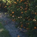 Utilice este título  la drástica decisión de los productores de una de las frutas más consumidas por los bajos precios y cree en base a ese titulo original un titulo nuevo, preciso, comprensible y que no pierda relacion con el titulo original. Necesito que me devuelvas solo y nada mas que el titulo nuevo.