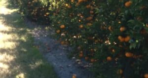 la drástica decisión de los productores de una de las frutas más consumidas por los bajos precios