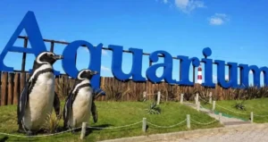Buscan vender cuatro pingüinos del ex Aquarium de Mar del Plata por 40 mil dólares