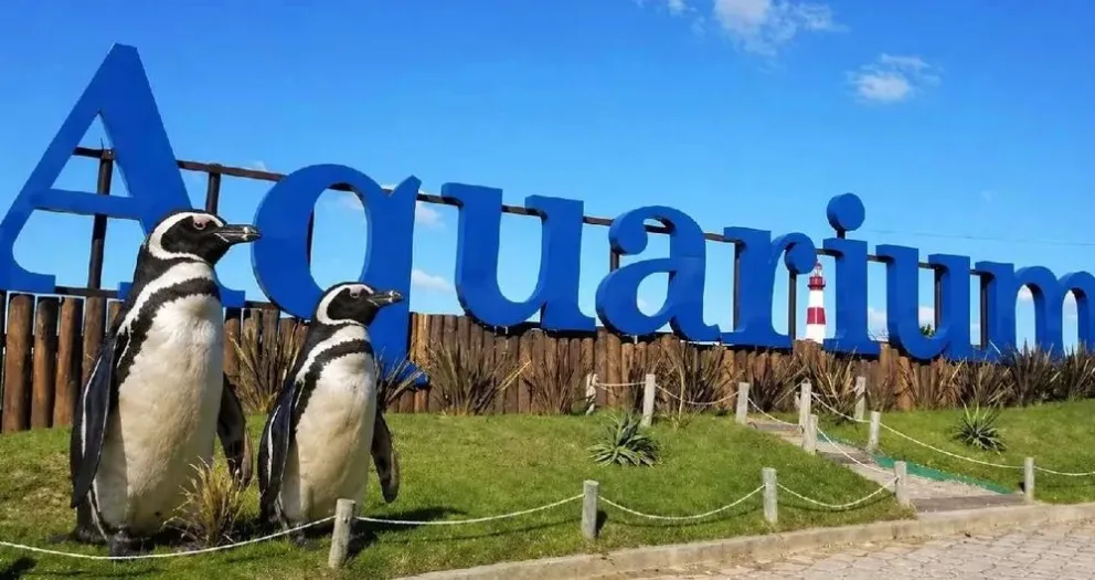 Buscan vender cuatro pingüinos del ex Aquarium de Mar del Plata por 40 mil dólares