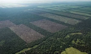 Extranjerización de tierras: ¿Qué grupos internacionales concentran la mayor cantidad de hectáreas en Argentina?