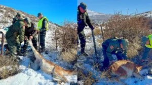 Gendarmes rescataron a un guanaco atrapado en un alambrado en Chubut