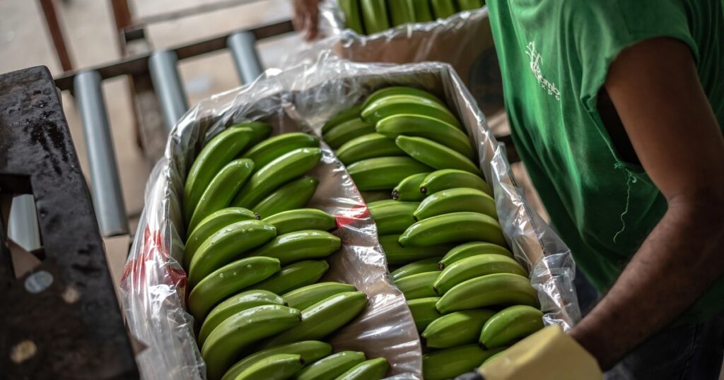 La banana subió un 55% por el cierre de más de un mes del Paso del Cristo Redentor