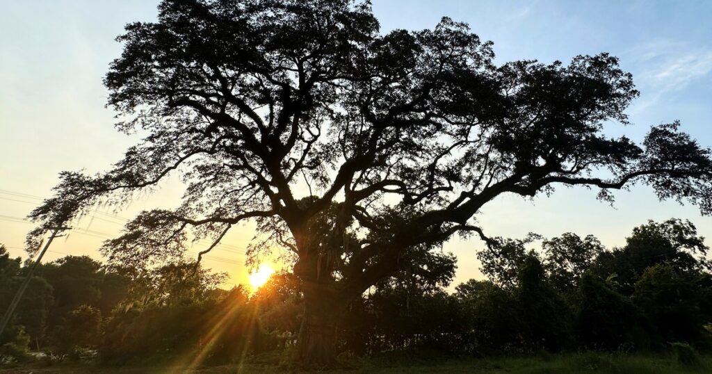 Tratan de salvar en EE.UU. a un árbol que fue testigo de la Guerra de Independencia