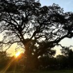 Utilice este título Tratan de salvar en EE.UU. a un árbol que fue testigo de la Guerra de Independencia y cree en base a ese titulo original un titulo nuevo, preciso, comprensible y que no pierda relacion con el titulo original. Necesito que me devuelvas solo y nada mas que el titulo nuevo.