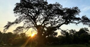 Tratan de salvar en EE.UU. a un árbol que fue testigo de la Guerra de Independencia