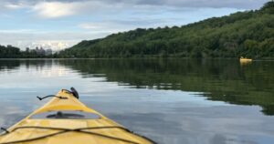 En 2009, Minnesota trató el lago Pickerel con veneno para peces para eliminar la carpa común; posteriormente, la claridad del agua aumentó casi un 600% y la cobertura vegetal pasó del 4,6% al 90%