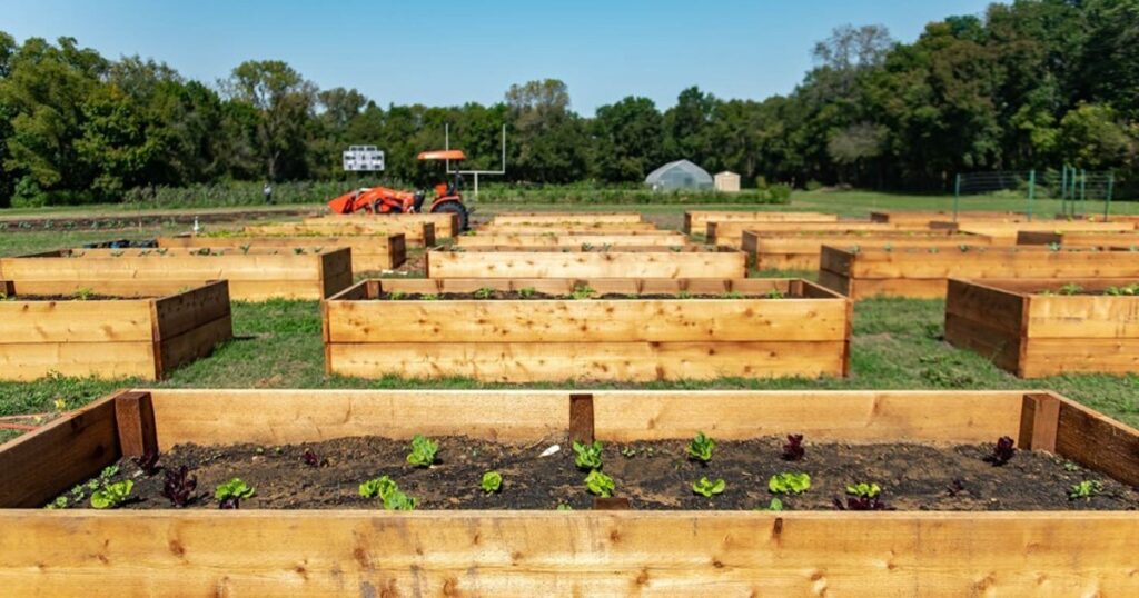 En 2014, un barrio era conocido como un “desierto alimentario”; pero un hombre convirtió un campo de fútbol universitario en una granja que generó 30.000 libras de productos agrícolas