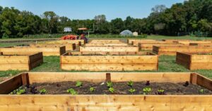 En 2014, un barrio era conocido como un “desierto alimentario”; pero un hombre convirtió un campo de fútbol universitario en una granja que generó 30.000 libras de productos agrícolas