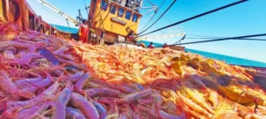 La industria pesquera de Puerto Madryn alcanza cifras históricas este año