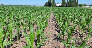 Profertil se acerca a una mega inversión en fertilizantes y Vaca Muerta sustituye importaciones del campo