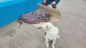 Rescataron a dos perros que habían quedado atrapados en el mar