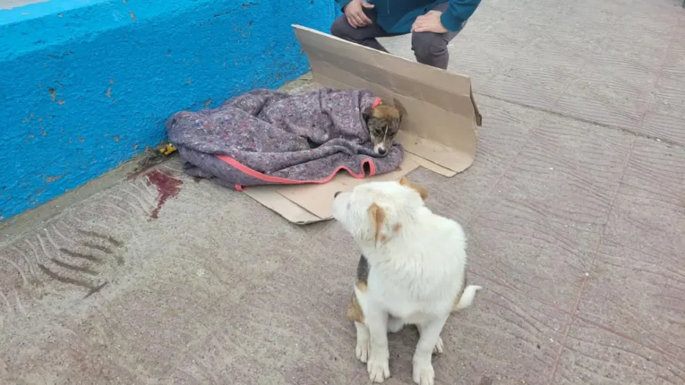 Rescataron a dos perros que habían quedado atrapados en el mar