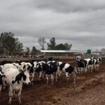 Utilice este título  ingresaron casi US$ 1.000 millones y se espera que se duplique esa cifra a fin de año y cree en base a ese titulo original un titulo nuevo, preciso, comprensible y que no pierda relacion con el titulo original. Necesito que me devuelvas solo y nada mas que el titulo nuevo.