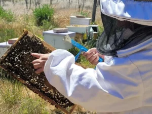 “Apadrina una colmena”: apicultores lanzan una campaña para sostener la producción de miel en Comodoro