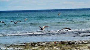 Domingo templado y sin alertas por viento en Comodoro Rivadavia y Rada Tilly