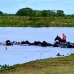 Utilice este título  En Santa Fe también esperan la crecida del Paraná y trabajan a contrarreloj para salvar a miles de animales de las islas y cree en base a ese titulo original un titulo nuevo, preciso, comprensible y que no pierda relacion con el titulo original. Necesito que me devuelvas solo y nada mas que el titulo nuevo.