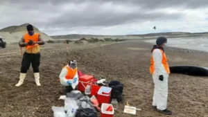 Especialistas intensifican el monitoreo sanitario tras la muerte de varias ballenas en Puerto Madryn