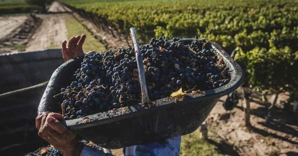 la cosecha de uvas en 2026 fue la segunda peor de la última década y los productores ya pronostican que la próxima será aún peor