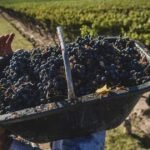 Utilice este título  la cosecha de uvas en 2026 fue la segunda peor de la última década y los productores ya pronostican que la próxima será aún peor y cree en base a ese titulo original un titulo nuevo, preciso, comprensible y que no pierda relacion con el titulo original. Necesito que me devuelvas solo y nada mas que el titulo nuevo.