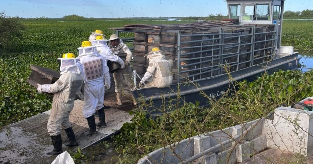 productores apícolas sacan contrarreloj miles de colmenas de las islas y ya dan el año como perdido