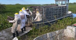 productores apícolas sacan contrarreloj miles de colmenas de las islas y ya dan el año como perdido